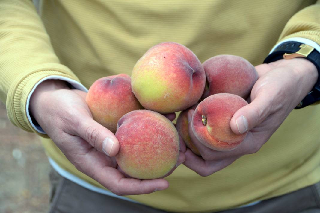 Kilosu 300 liradan ihraç ediliyor. Hadi Bismillah hasat dönemi başladı - Resim: 8